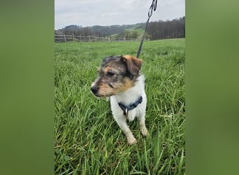 Ivy, eine freundliche aufgeweckte Hündin