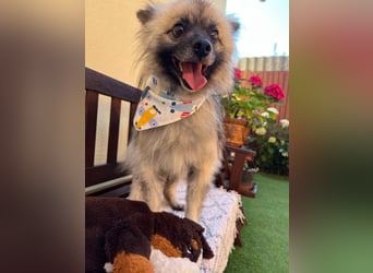 Stitch SR – kleiner Überlebenskämpfer sucht sein Happy End
