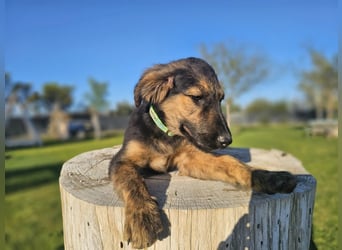 KAIKO ❤️ süüüüßer Wuschel, Pflegefamilie Kevelaer