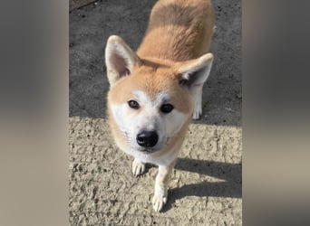 HACHIKO, Rüde, 8 Monate, 55cm, Akita Inu, Tierschutz