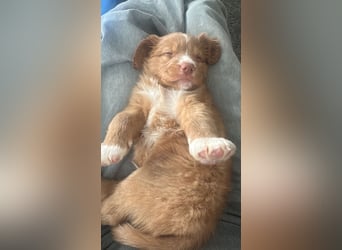 Nova Scotia Duck Tolling Retriever-Welpen – Einzigartige Schätze aus liebevoller Zucht