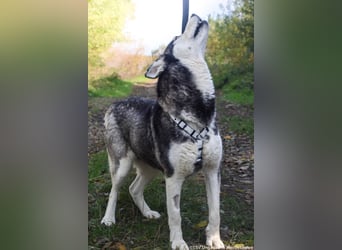 Calypso - 3fach angekettet und nun auf der Suche nach einem guten Platz