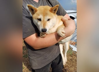 Domino. ruhige freundliche Shiba Inu Dame geb. 2021