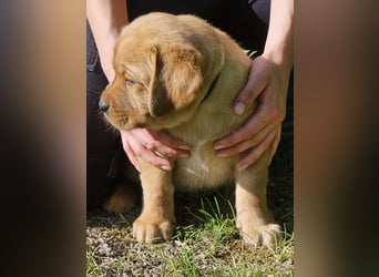Labrador Welpen Foxred