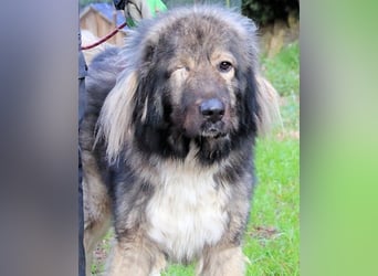 Cherubino - NOTFALL - sucht einen Für-immer-Freund