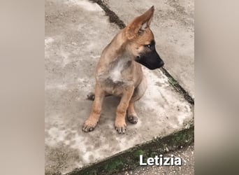 Letizija - Malinois Mix sucht passende Erziehungsberechtigte