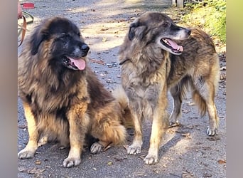 Zwei "Estrelas" (portugiesische Berghunde suchen gemeinsam ein neues Heim