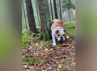 Englische Bulldoggenwelpen verfügbar in der Hauszucht "Von Teodor" FCI!