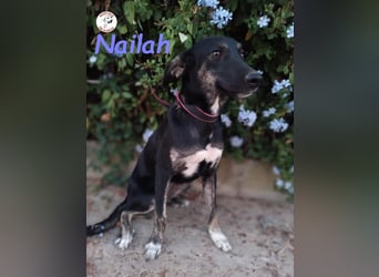 Nailah 03/2024 (in Deutschland) - neugierige und wunderschöne Begleiterin!