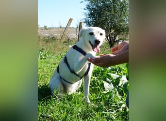Lissy sucht eine liebevolle Familie