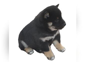 Erstklassige Shiba Inu Zucht in Sachsen