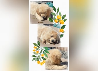 Golden Retriever Welpen aus excellenter Verpaarung