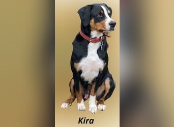Appenzeller Sennenhund Welpe Rüde reinrassig sucht ein liebevolles Zuhause