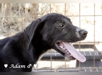 Timmy, Adam und Ajax suchen ein Zuhause