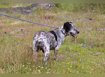 Zauro, Mix Bobtail / Briard / Cattle Dog, lieb und sozial