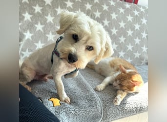 Balou - freundlicher, lieber, katzenverträglicher Bichon Frisé Mix Rüde / z.Zt. noch in Rumänien