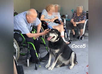 Coco5 geb. 06/2017 (ESP) - ein Engel auf vier Pfoten!
