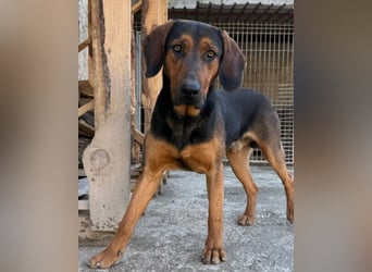 Levi ❤️ Bracke-Mix, verspielt+ aufgeschlossen