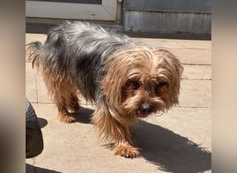 Finn, Yorkshire Terrier , geb. 2021, sie kennt noch nicht viel