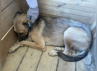 ♥NILA♥ wunderschöne Hündin, die fast ihr ganzes Leben im überfüllten Tierheim verbracht hat 57 cm