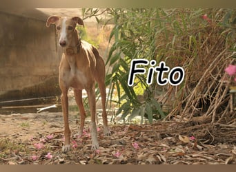 Finden auch Sie Fito unglaublich hübsch?