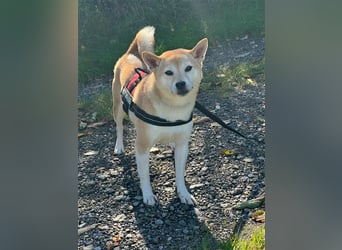 Kokette 3/4 Shiba Inu 1/4 Beagle Hündin Aiko (1,8 Jahre alt)