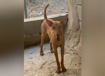 Basil ein Podencojunge sucht ein neues Zuhause