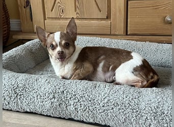 Kleine Seele Chihuahua-Hündin Muci sucht ihr Für-Immer-Zuhause