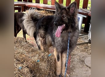 Balto