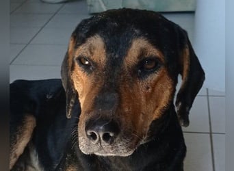 Jasco ❤️ neugierig, lebhaft & verspielt