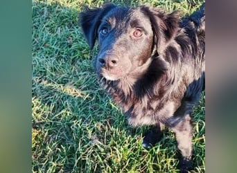 ❤️ superlieber Familienhund COOPER - 1,5 Jahre, 55cm - Flat Coated Retriever