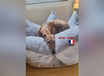 !!NOTFALL!!Atlas/Ramos,geb.06/20,fröhlicher Galgo sucht seine Familie