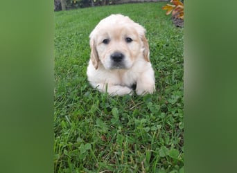 Goldenretrieverwelpen - 3 stramme Burschen suchen ein Zuhause