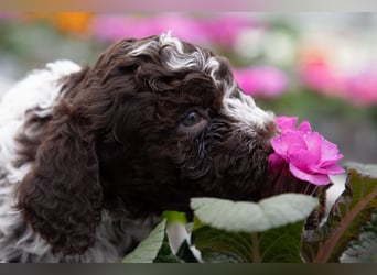 Lagotto Romagnolo Welpen, 6 Welpen suchen ein Zuhause