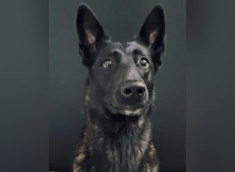 X-Herder Hündin Kira sucht ein neues Zuhause