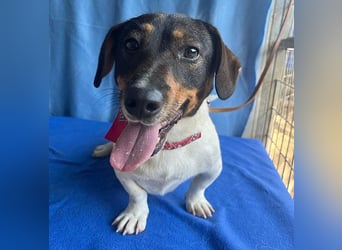 (R) ❤️ zauberhafter kleiner KARLI - 2,5 Jahre, 28cm/9kg - Jack Russell-Dackel-Mischling