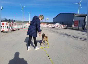 Brutus ein sportlicher verschmuster Malimix