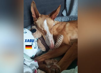 Xenon,geb.08/23,lieber Podenco sucht seine Familie,bereits auf Pflegestelle in Deutschland