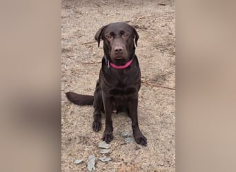Labradorwelpen suchen ihre neue Familie