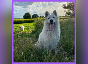 Schneeweiße Schäferhund Welpen! alte Linie !!