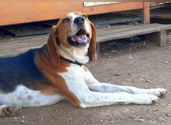 Beagle-Mix Pablito - verspielt und freundlich