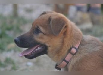 Rosi, ein verspieltes Hundekind auf der Suche nach einem Zuhause fürs Leben