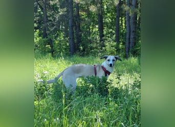 Ivy, wunderschöne Windhund Mix Hündin sucht aktives Zuhause