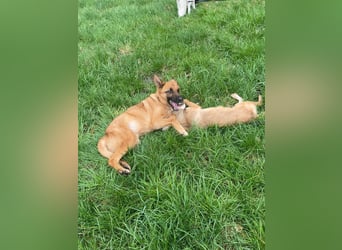 Loki sucht einfühlsames Zuhause