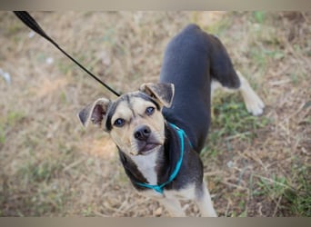 Šime: Hundekind sucht ein Zuhause