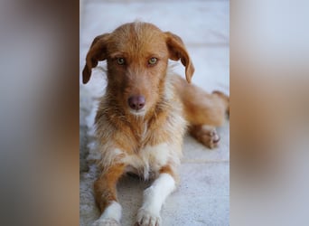 JOLENE-wunderschöne Strubbelmaus mit goldenem Herzen sucht ihre liebevolle "Für-immer-Familie"