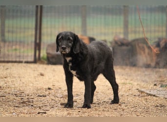 Töfike-VA, Schnauzermischling sucht Für-immer-Zuhause