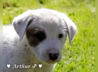 Annie und ihre Geschwister suchen ein Zuhause