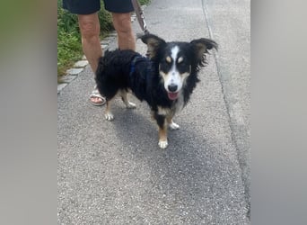 Josie – kleine Hundeseele mit Herz sucht Zuhause für immer - bereits auf PS in DE 86156 Augsburg