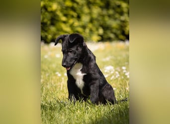 Süße Border Collie -Mudi mix Welpen